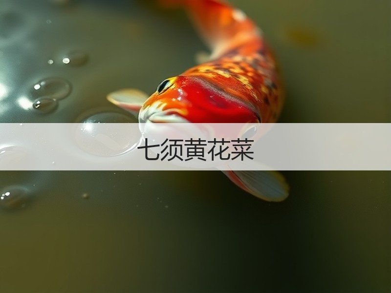 七须黄花菜