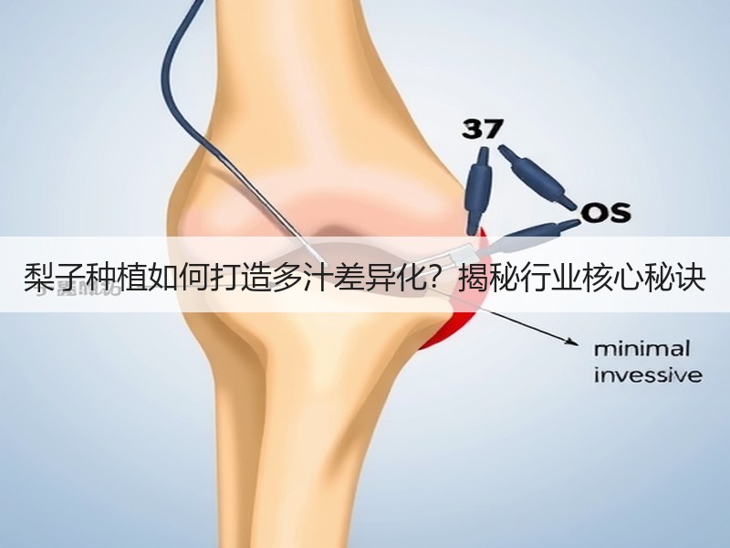 梨子种植如何打造多汁差异化？揭秘行业核心秘诀
