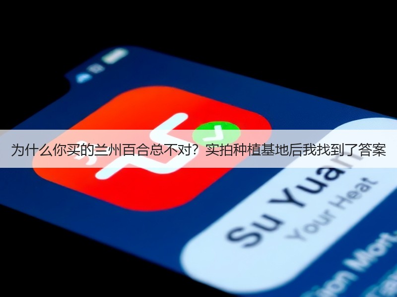 为什么你买的兰州百合总不对？实拍种植基地后我找到了答案