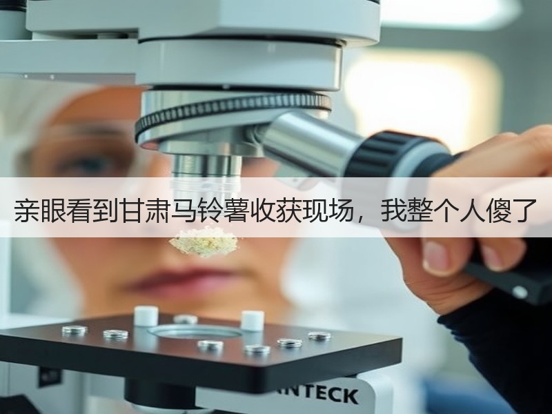 亲眼看到甘肃马铃薯收获现场，我整个人傻了